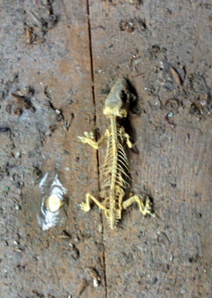 While crawling around the attic, I came across this. Yep, that is a perfectly preserved Gecko skeleton.